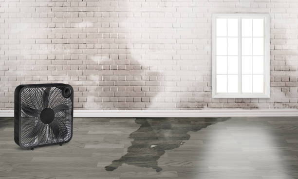 Best Water damage cleanup near me  in Ledbetter, KY